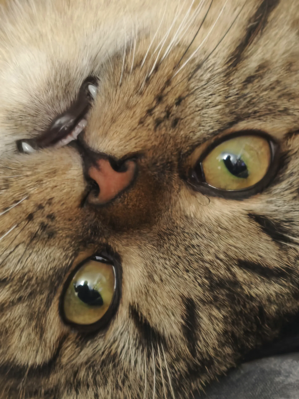 kotik
