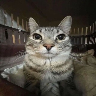 Аватар chenz