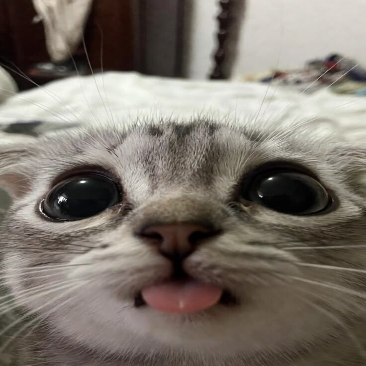 Аватар Ashu