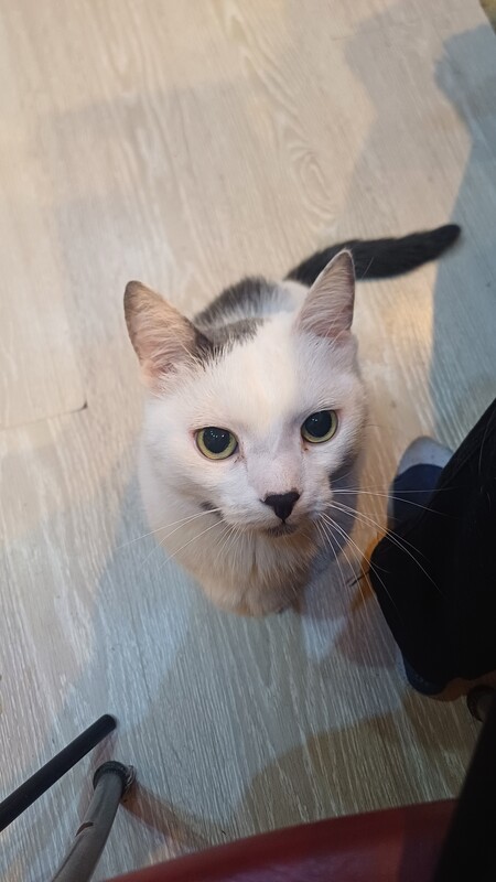 Фанклуб котеек StackB