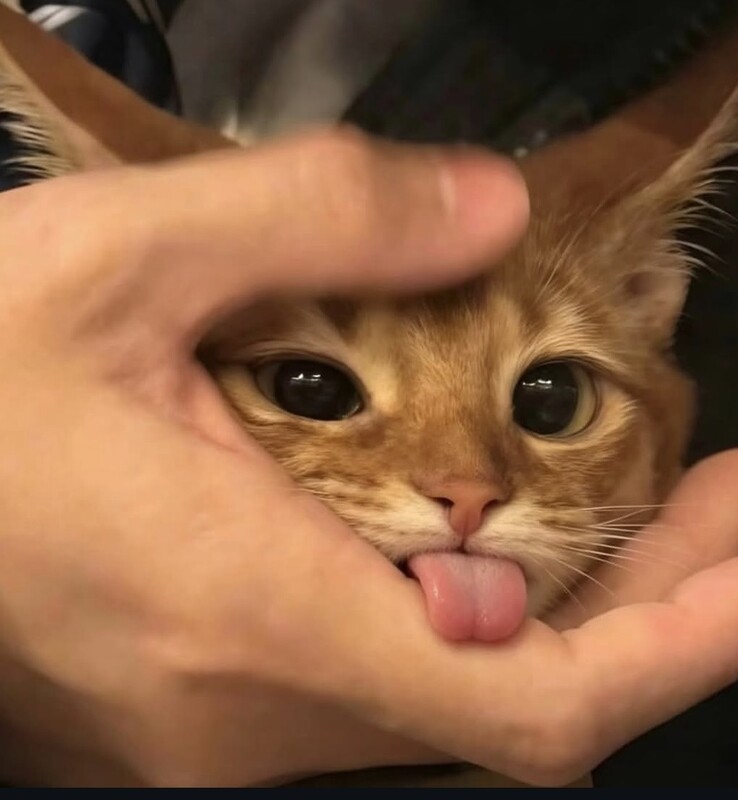 Аватар 🫠