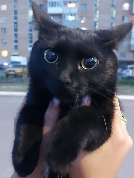 миха