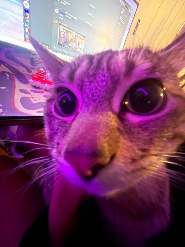Avatar