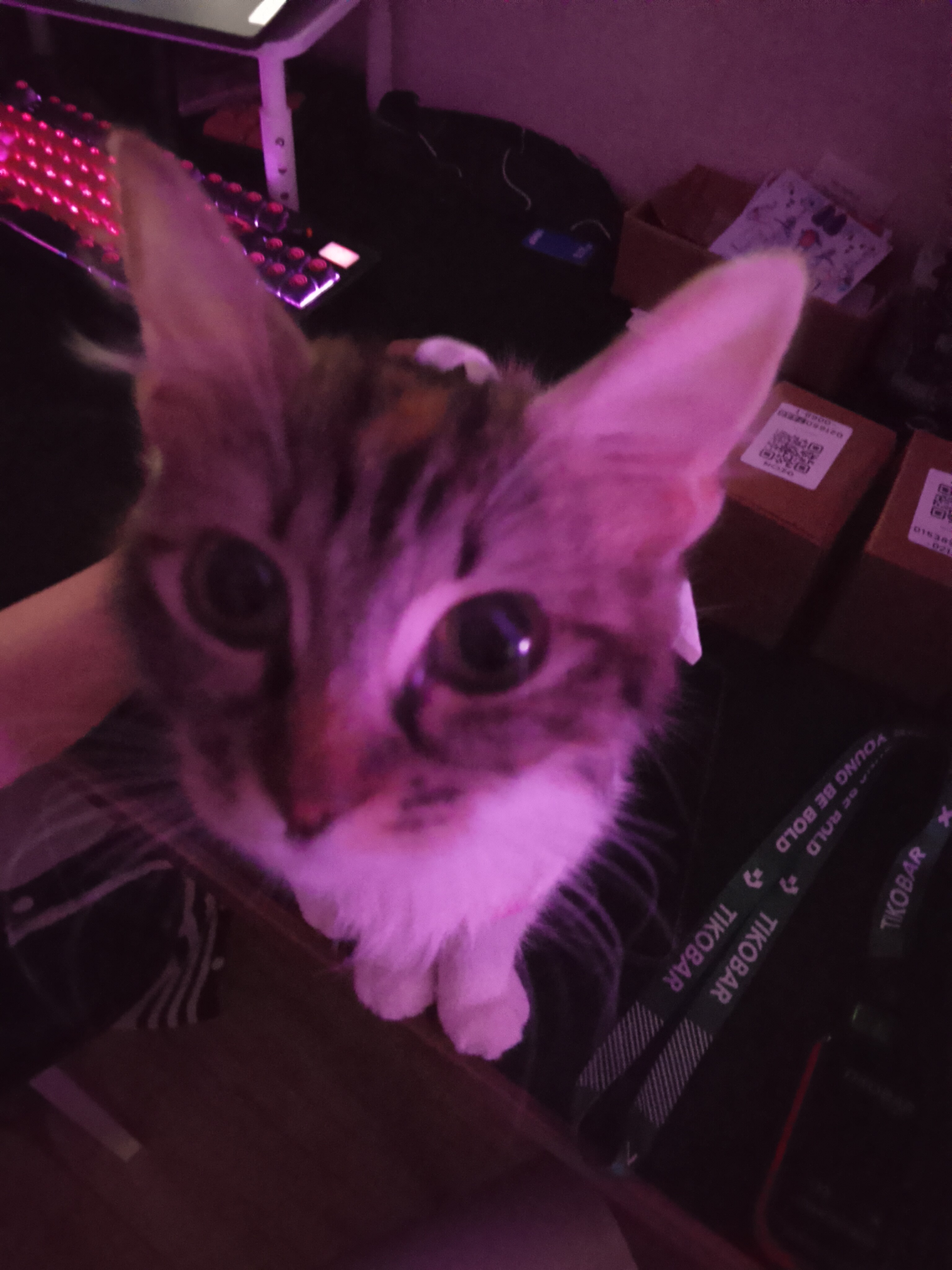 Avatar