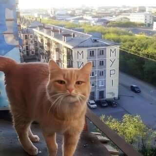 Avatar