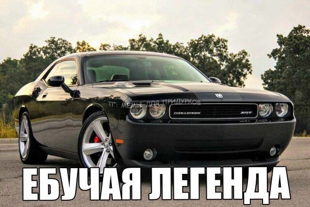 унюхала страх врагов