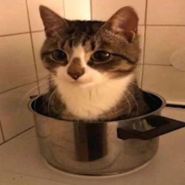 lepestovv