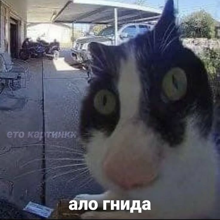 Аватар ChickenBurgerOreo