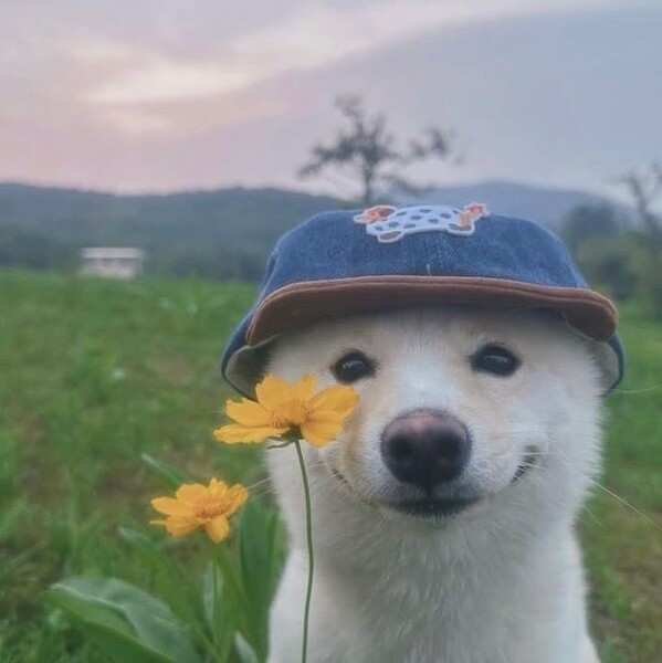 Хикисе