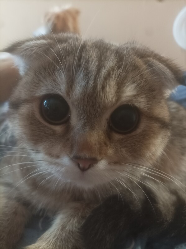 Трясопопик
