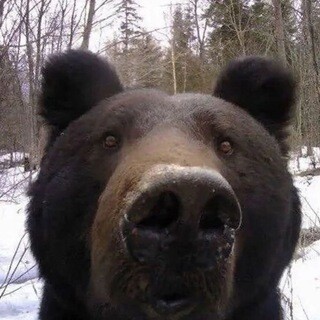 Аватар Cann1bal_hamster