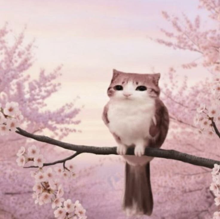 Аватар Кот