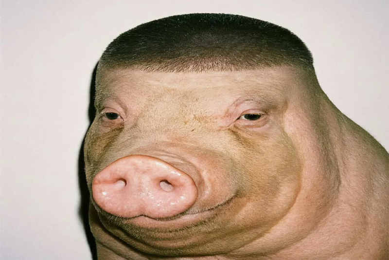 Свиняшки