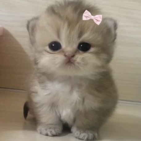 viless