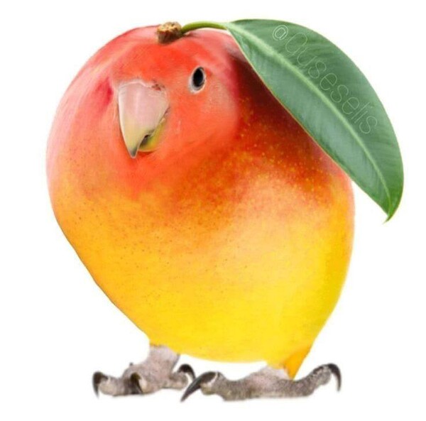 Mango